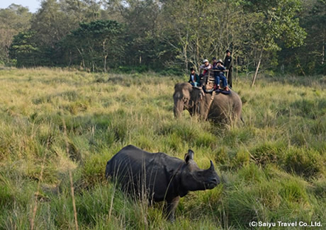インド象の背に乗ってジャングルに分け入るエレファント・サファリ
