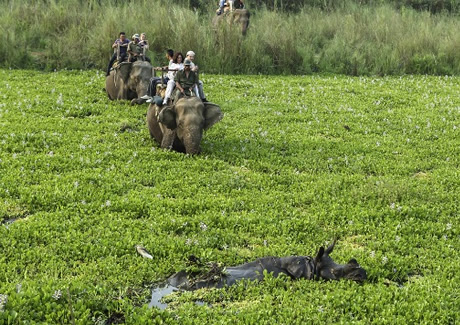 インド象の背に乗ってジャングルに分け入るエレファント・サファリ
